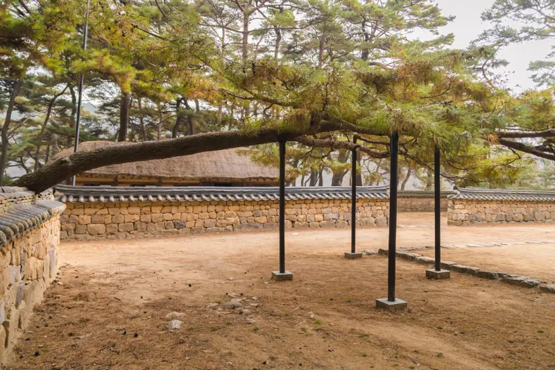 강원도 영월 가볼만한곳: 영화 '왕과 사는 남자' 촬영지 청령포 여행 코스 (주차, 입장료) 14 Cheongnyeongpo103