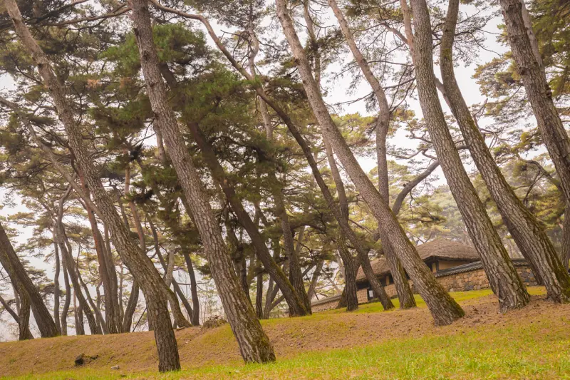 강원도 영월 가볼만한곳: 영화 '왕과 사는 남자' 촬영지 청령포 여행 코스 (주차, 입장료) 3 Cheongnyeongpo12