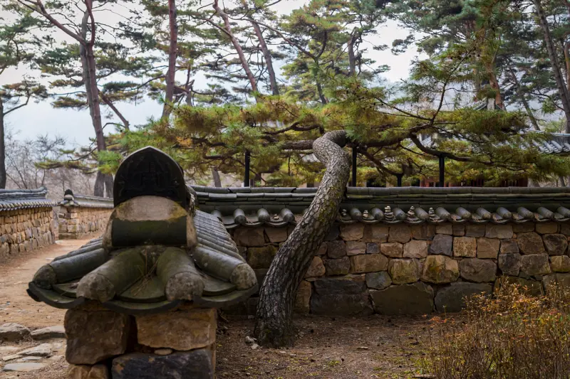 강원도 영월 가볼만한곳: 영화 '왕과 사는 남자' 촬영지 청령포 여행 코스 (주차, 입장료) 13 Cheongnyeongpo125