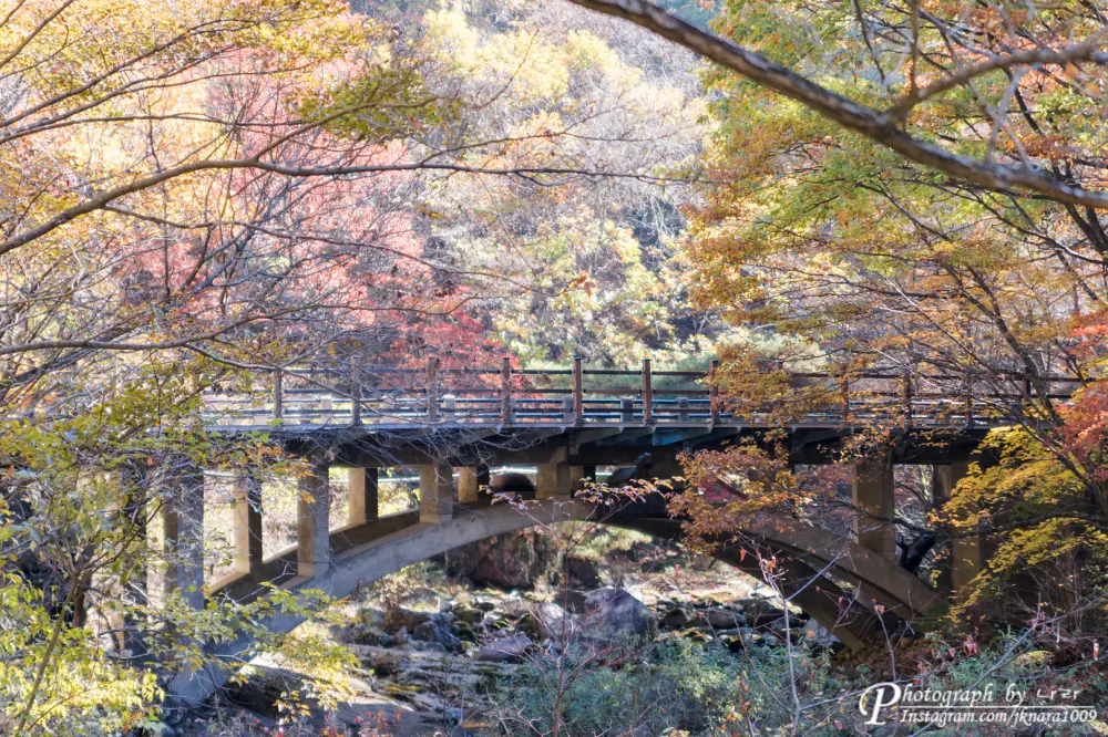 Chiaksan National Park autumn leaves4