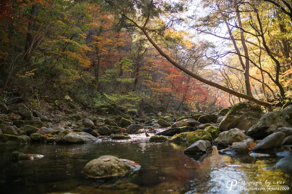 Chiaksan National Park autumn leaves8