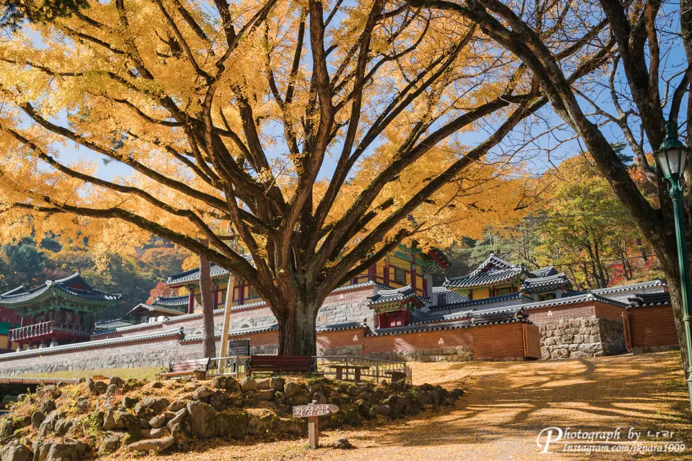 Chiaksan National Park autumn leaves9