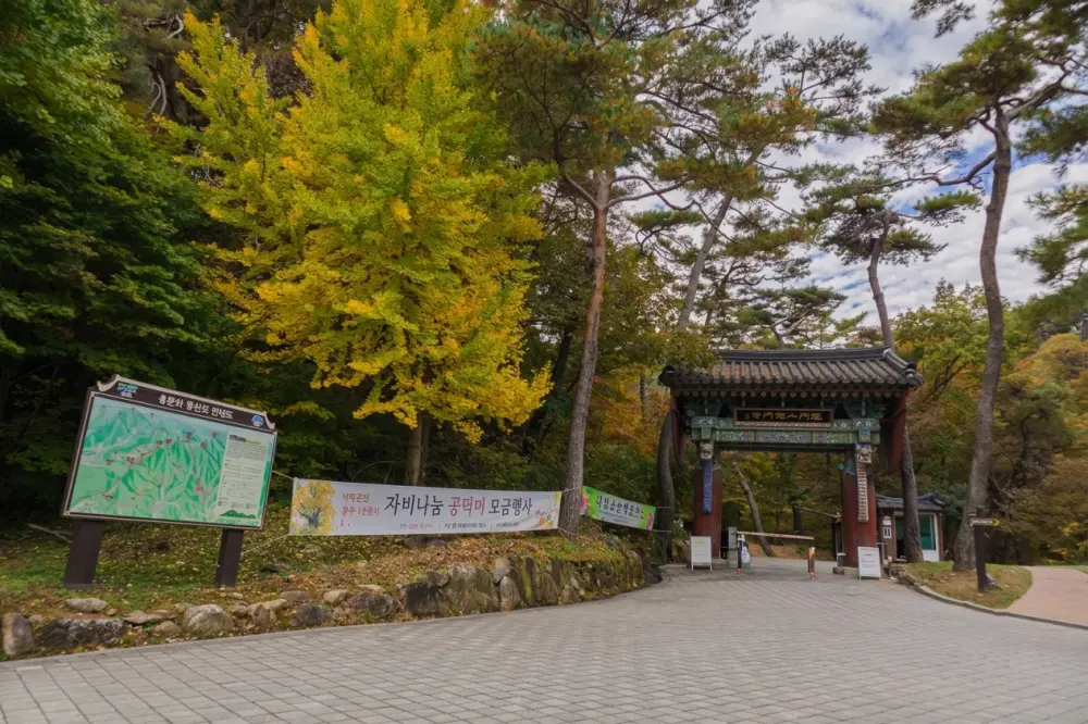 용문사 은행나무 yangpyeong yongmunsa temple autumn12