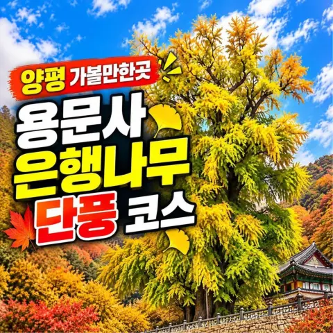 용문사 은행나무 단풍코스