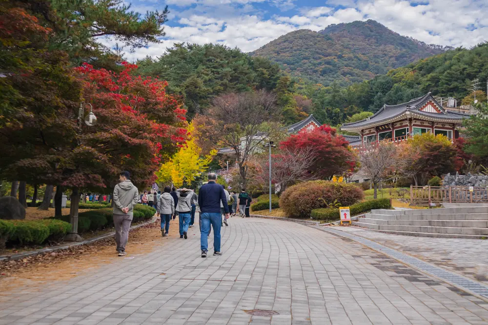 용문사 은행나무 yangpyeong yongmunsa temple autumn3