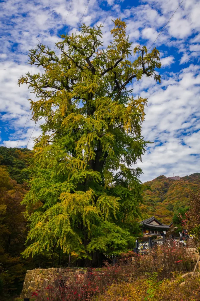 용문사 은행나무 yangpyeong yongmunsa temple autumn6
