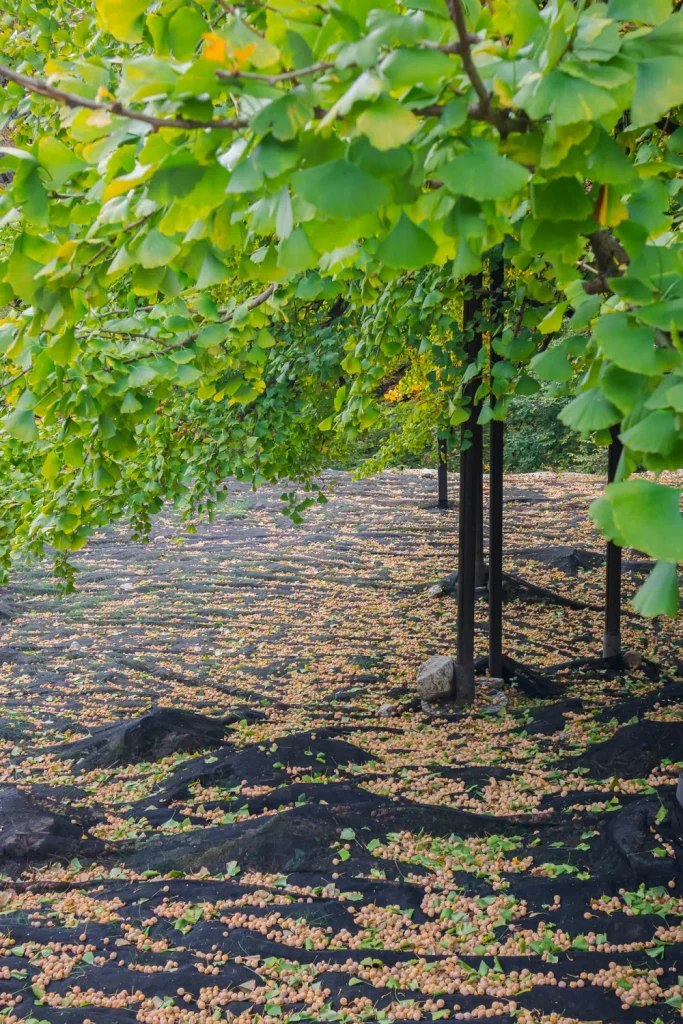 용문사 은행나무 yangpyeong yongmunsa temple autumn7
