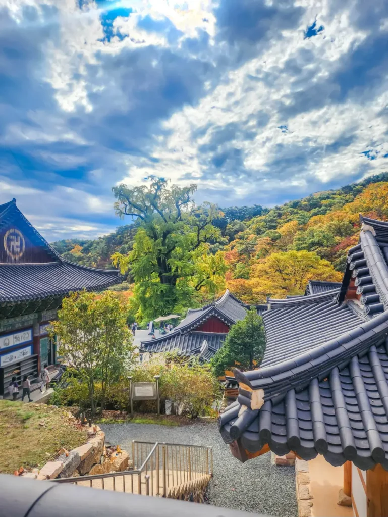 용문사 은행나무 yangpyeong yongmunsa temple autumn8