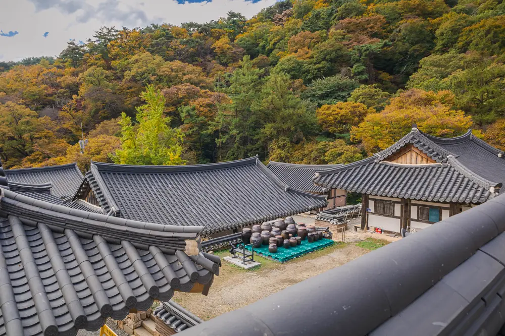 용문사 은행나무 yangpyeong yongmunsa temple autumn9
